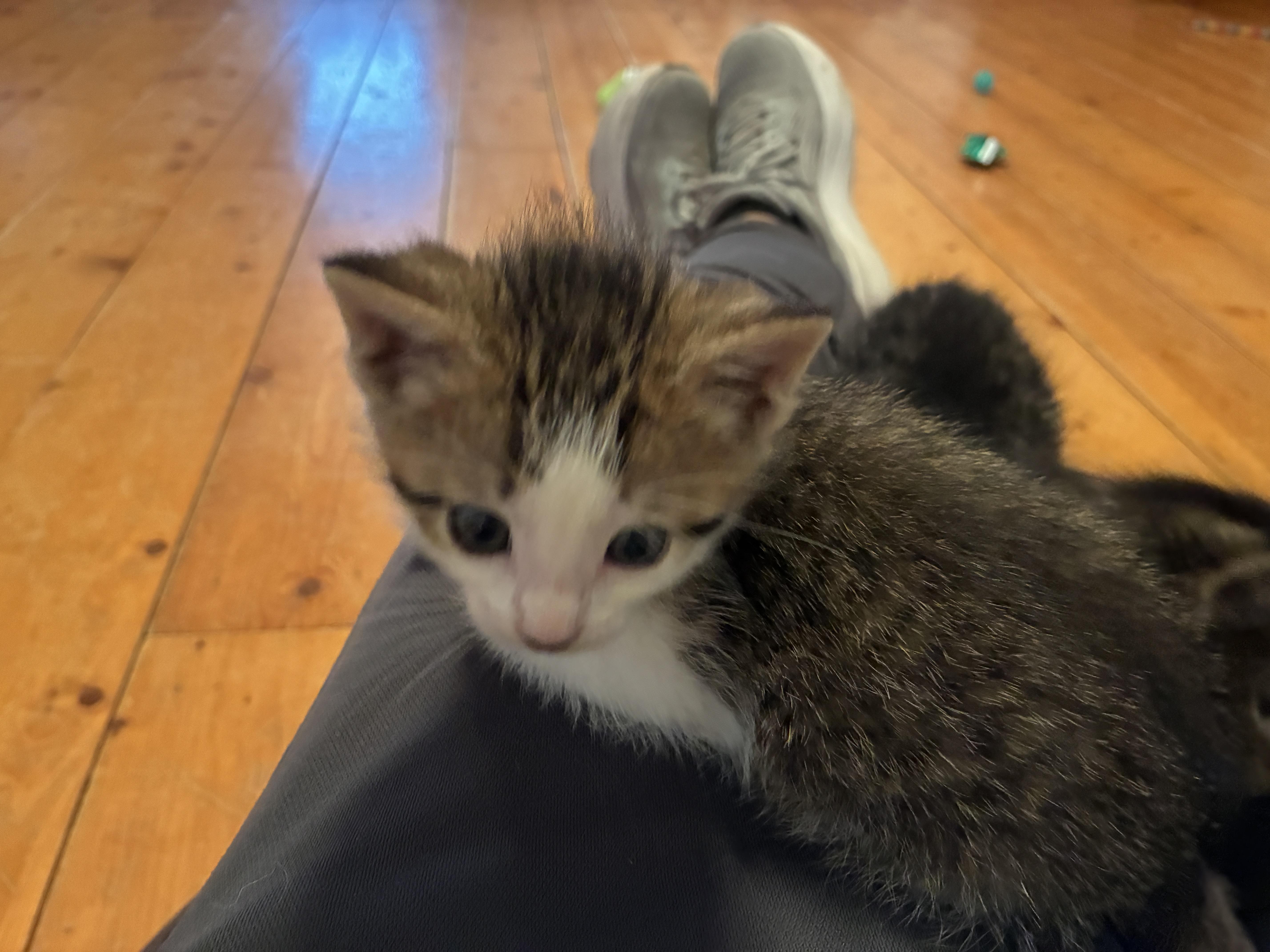 Peanut, Adoptable, Kitten Male Domestic Short Hair.