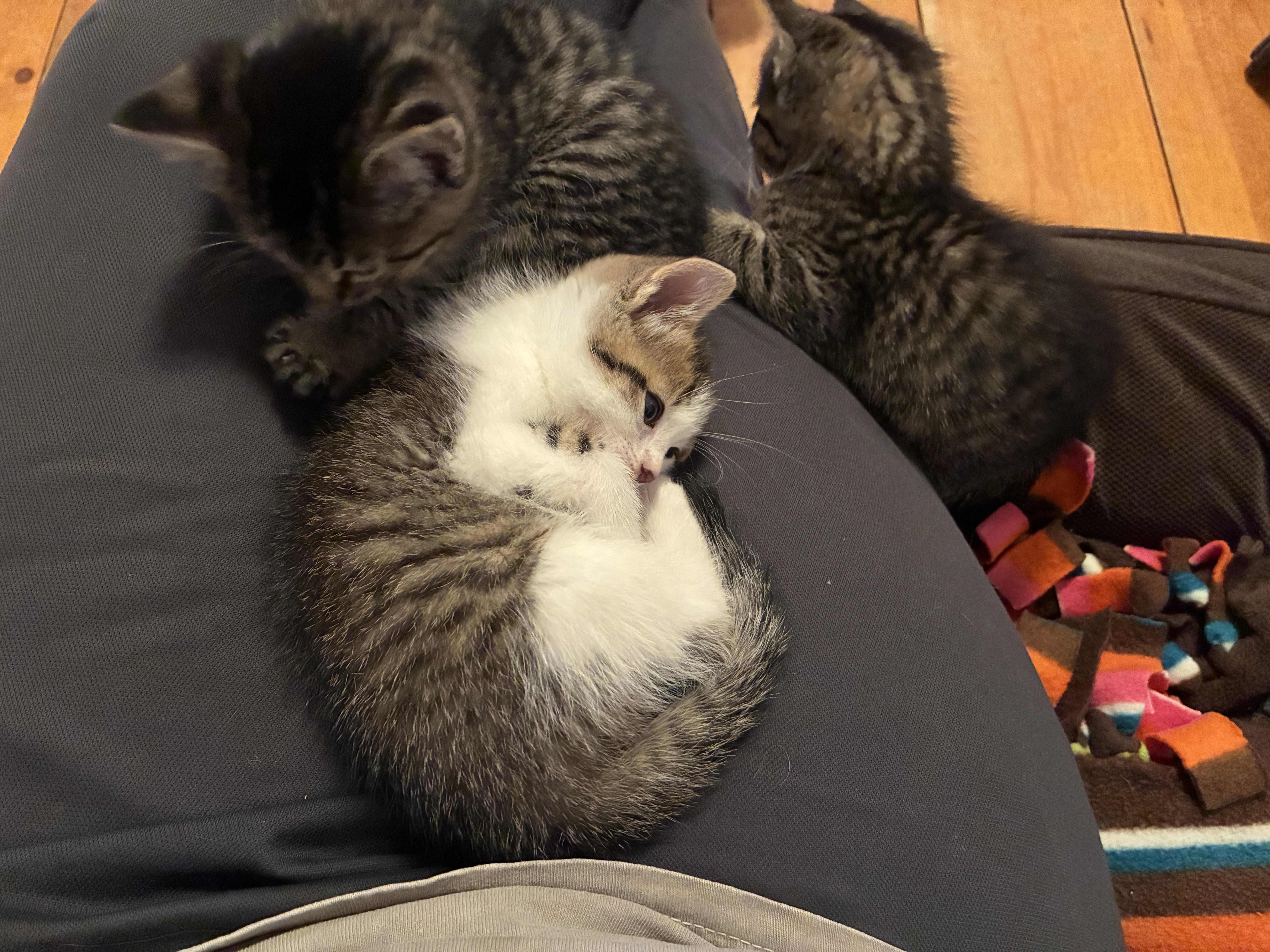 Peanut, a Adoptable Domestic Short Hair in St. Ansgar, IA image 4/4