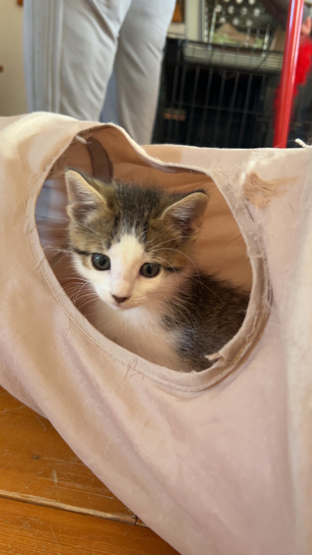 Peanut, a Adoptable Domestic Short Hair in St. Ansgar, IA image 3/5