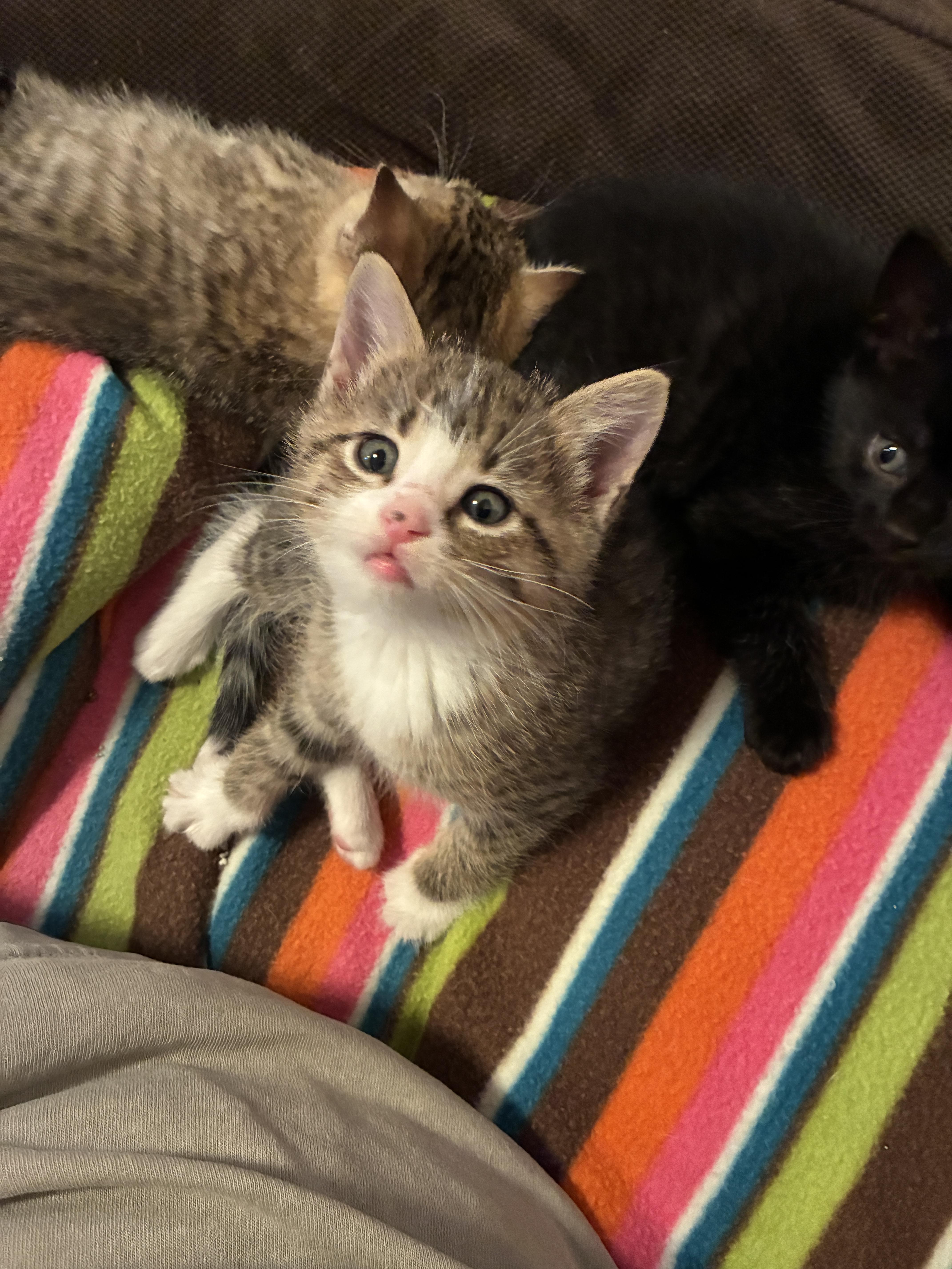 Peanut, a Adoptable Domestic Short Hair in St. Ansgar, IA image 2/4