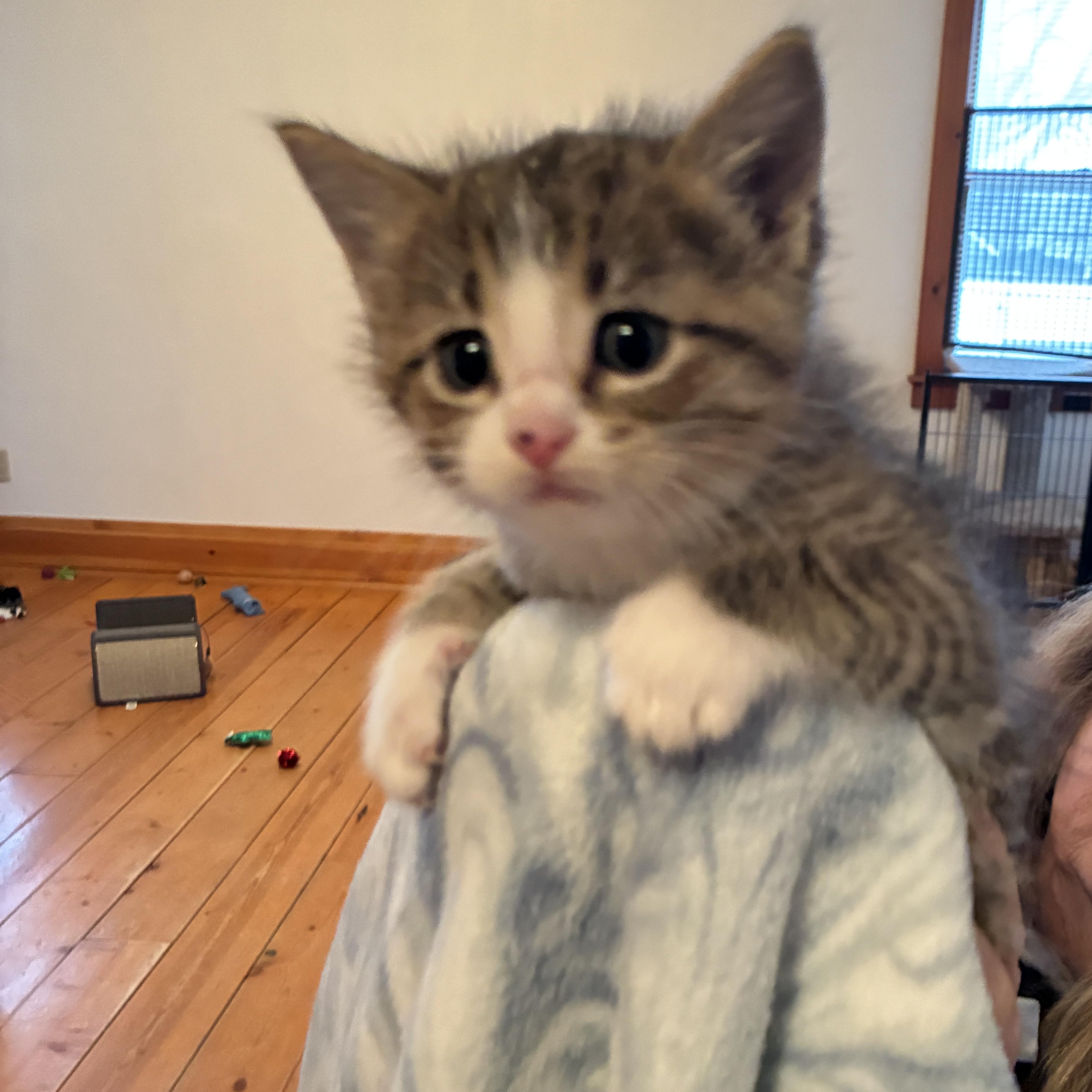 Peanut, a Adoptable Domestic Short Hair in St. Ansgar, IA image 3/4