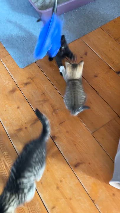 Enlarge Peanut, a Adoptable Domestic Short Hair in St. Ansgar, IA video 4/5