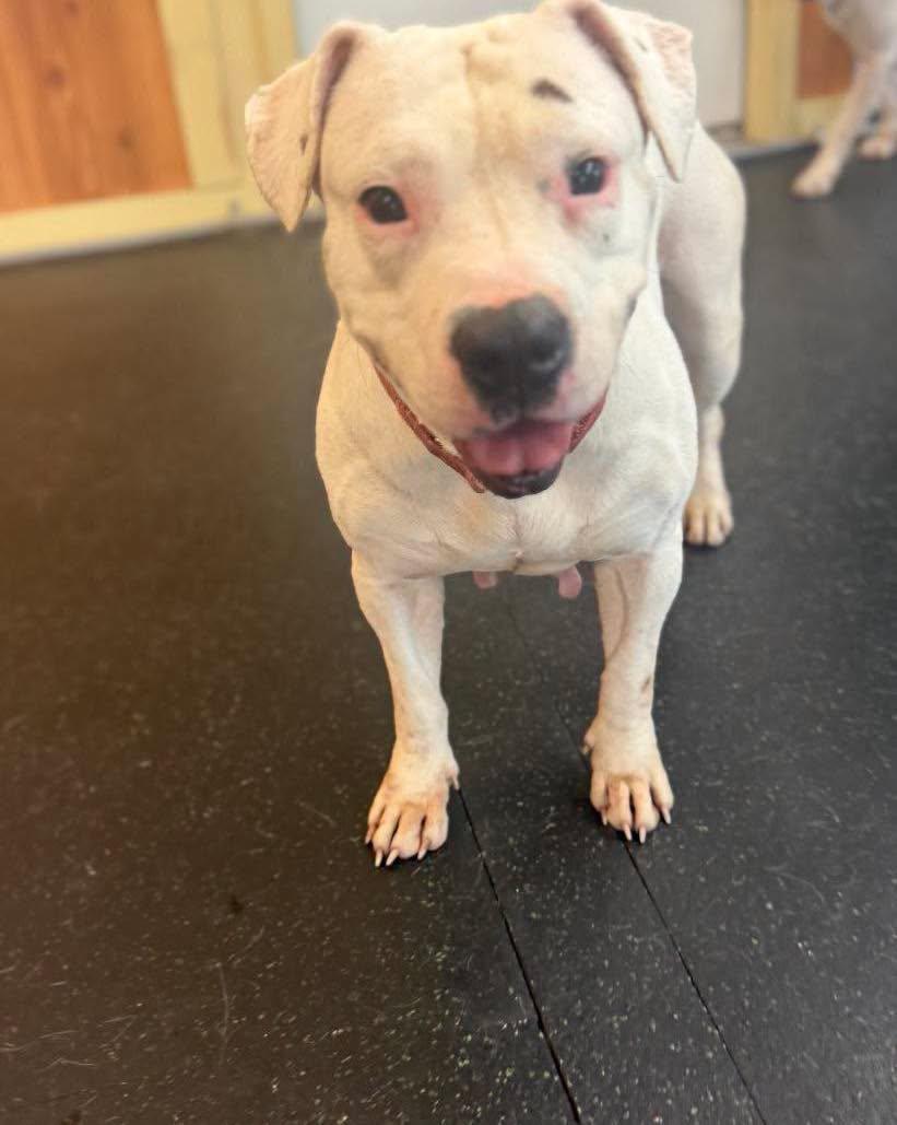 Tamale, a ADOPTABLE mixed breed in Grand Haven, MI image 4/4