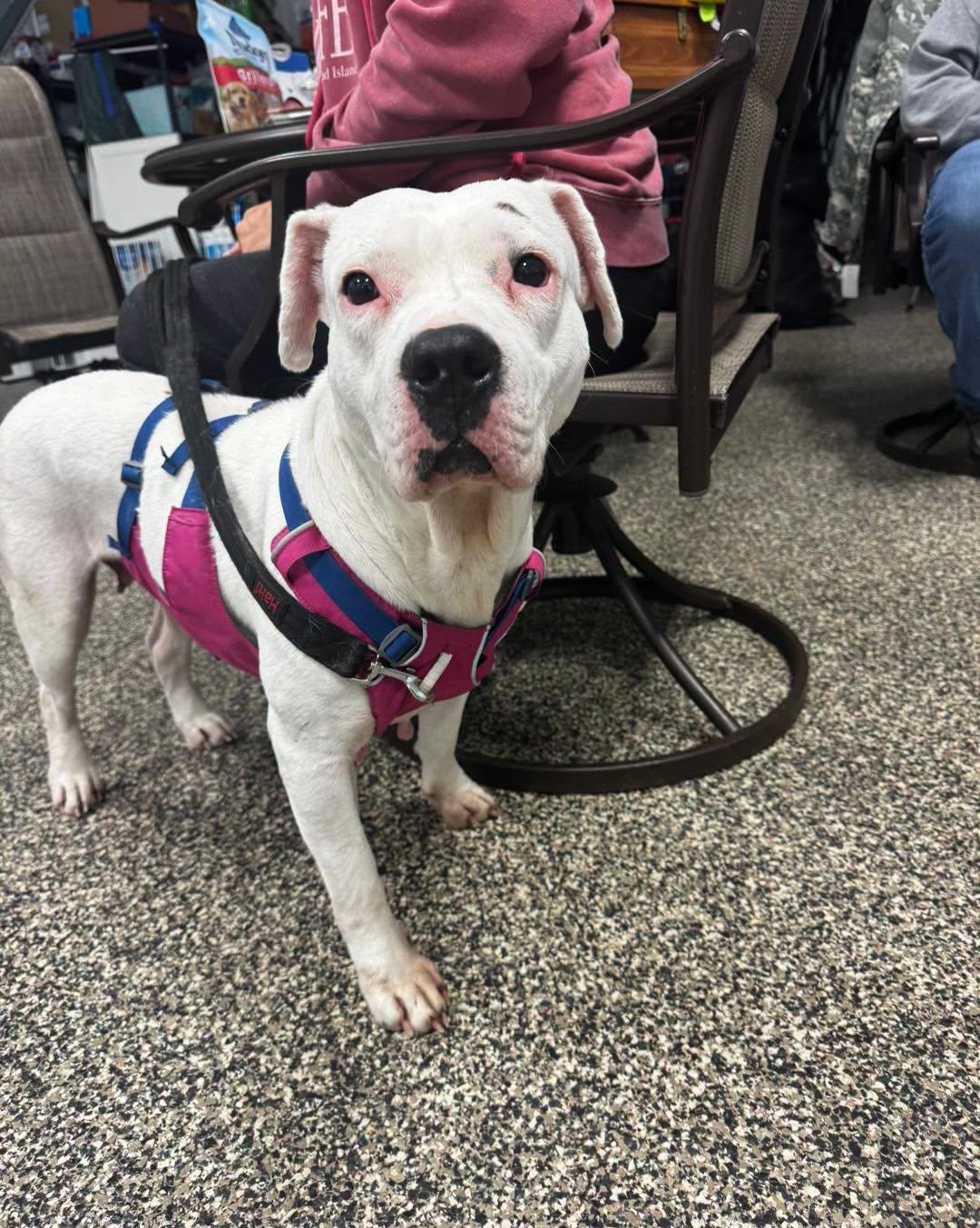 Tamale, ADOPTABLE, Adult Female Pit Bull Terrier.