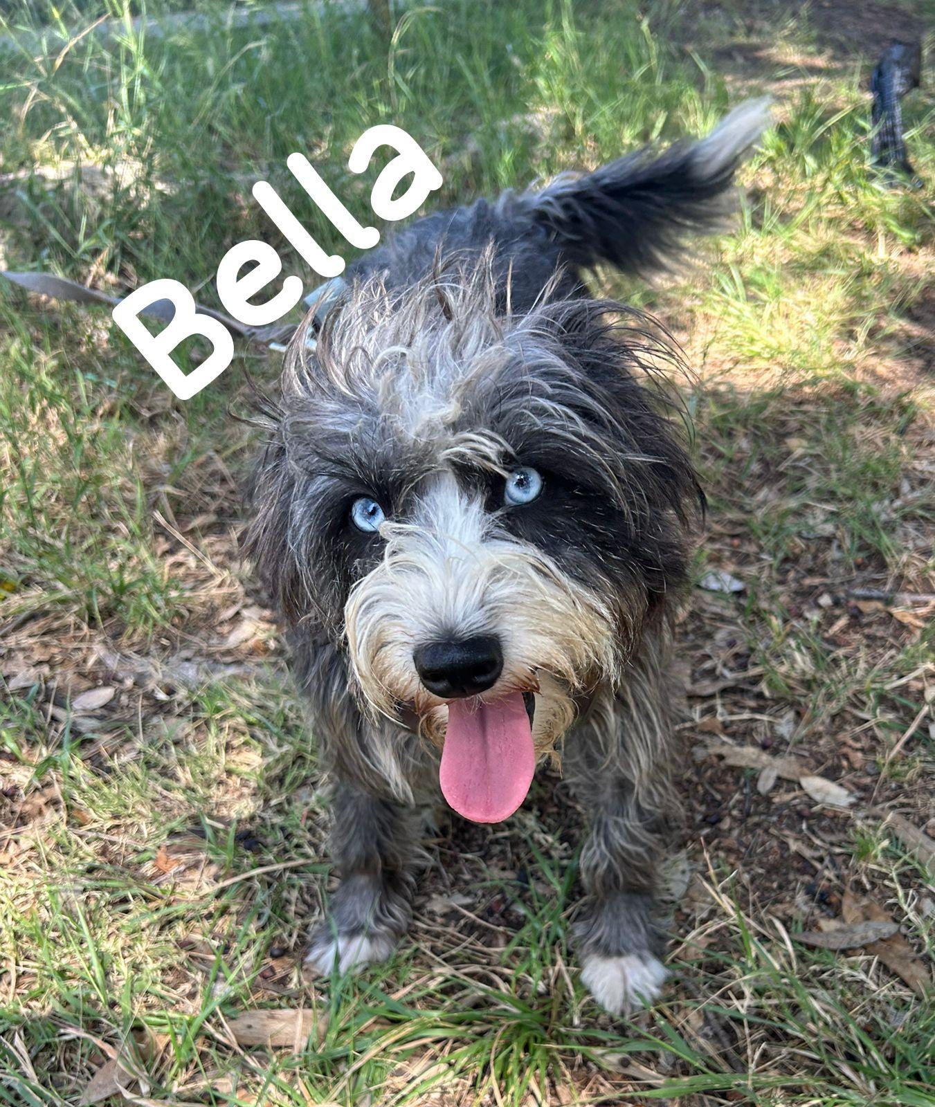 Enlarge Bella, an adopted Mixed Breed in San Ysidro, CA image 2/3