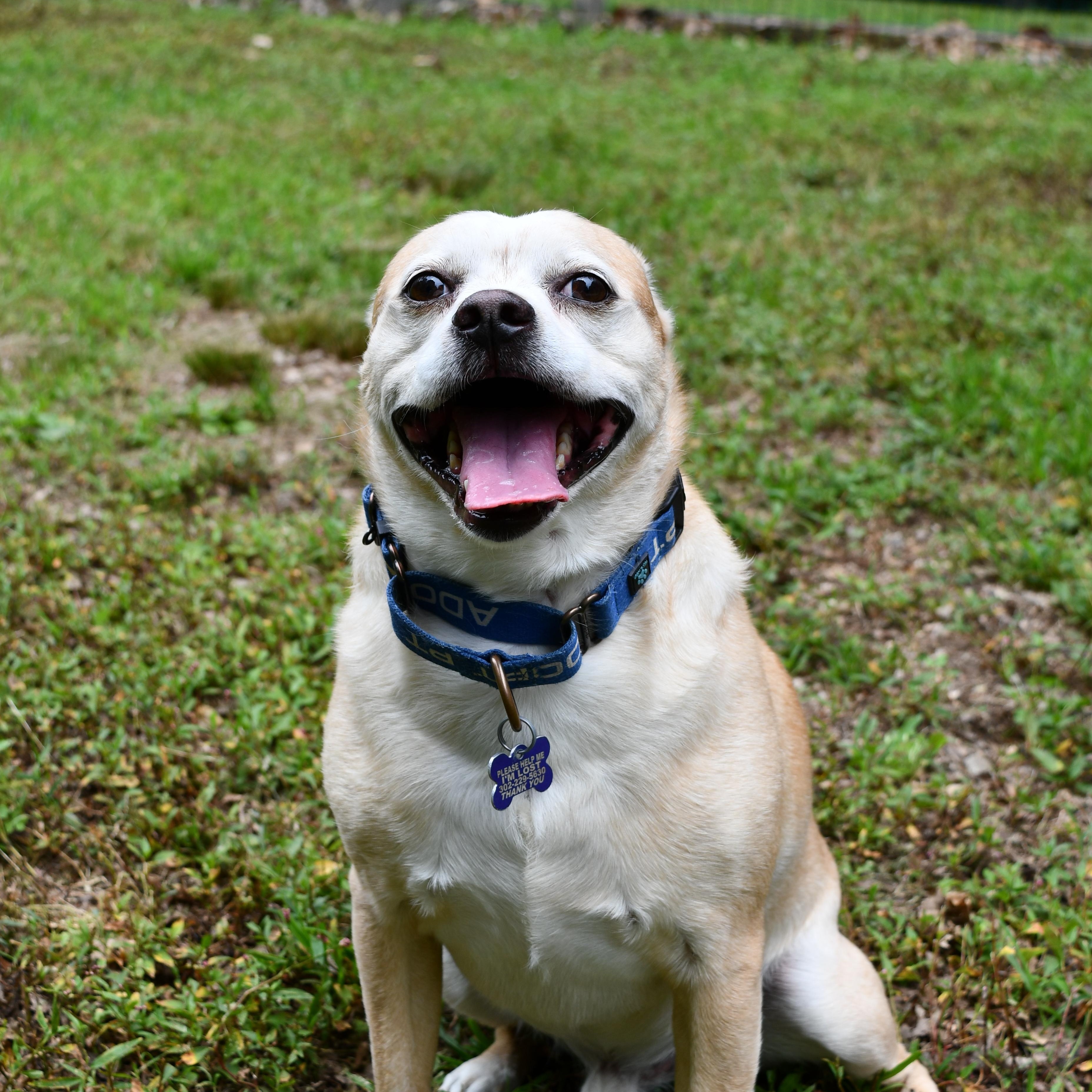 Pringles, an adoptable mixed breed in Elkton, MD image 1/6