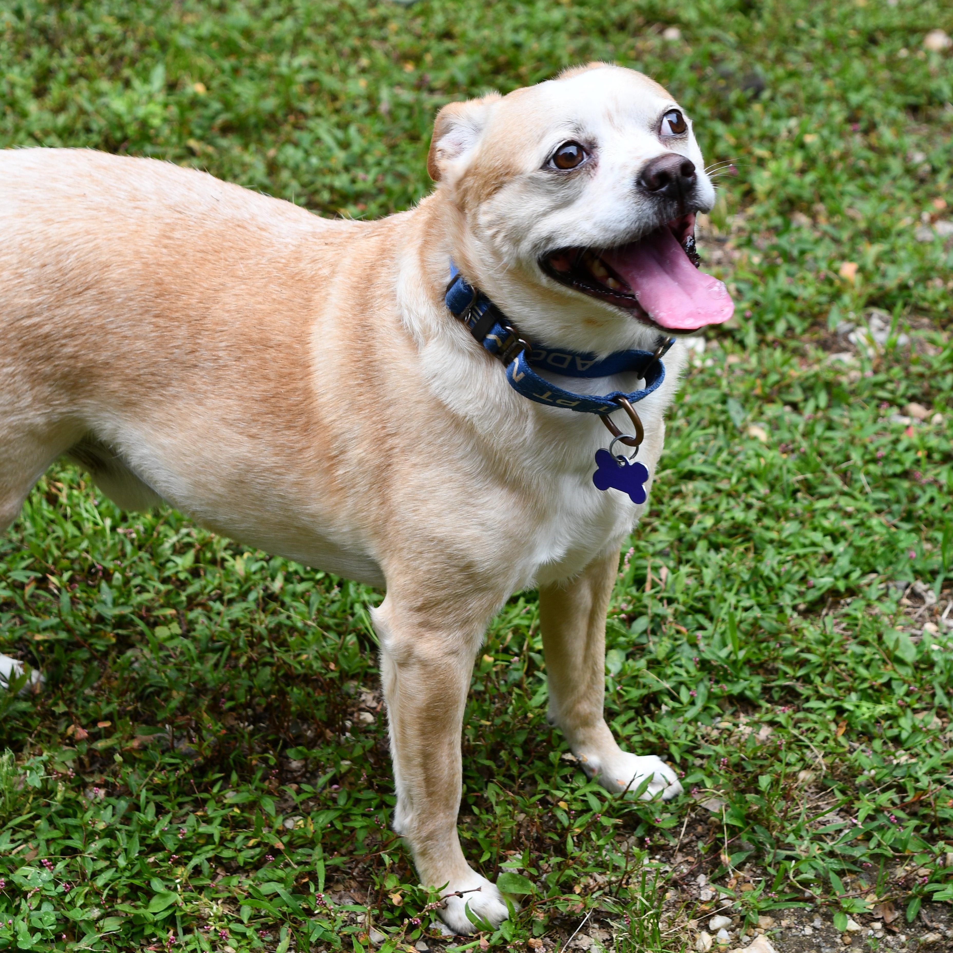 Pringles, an adoptable mixed breed in Elkton, MD image 2/6