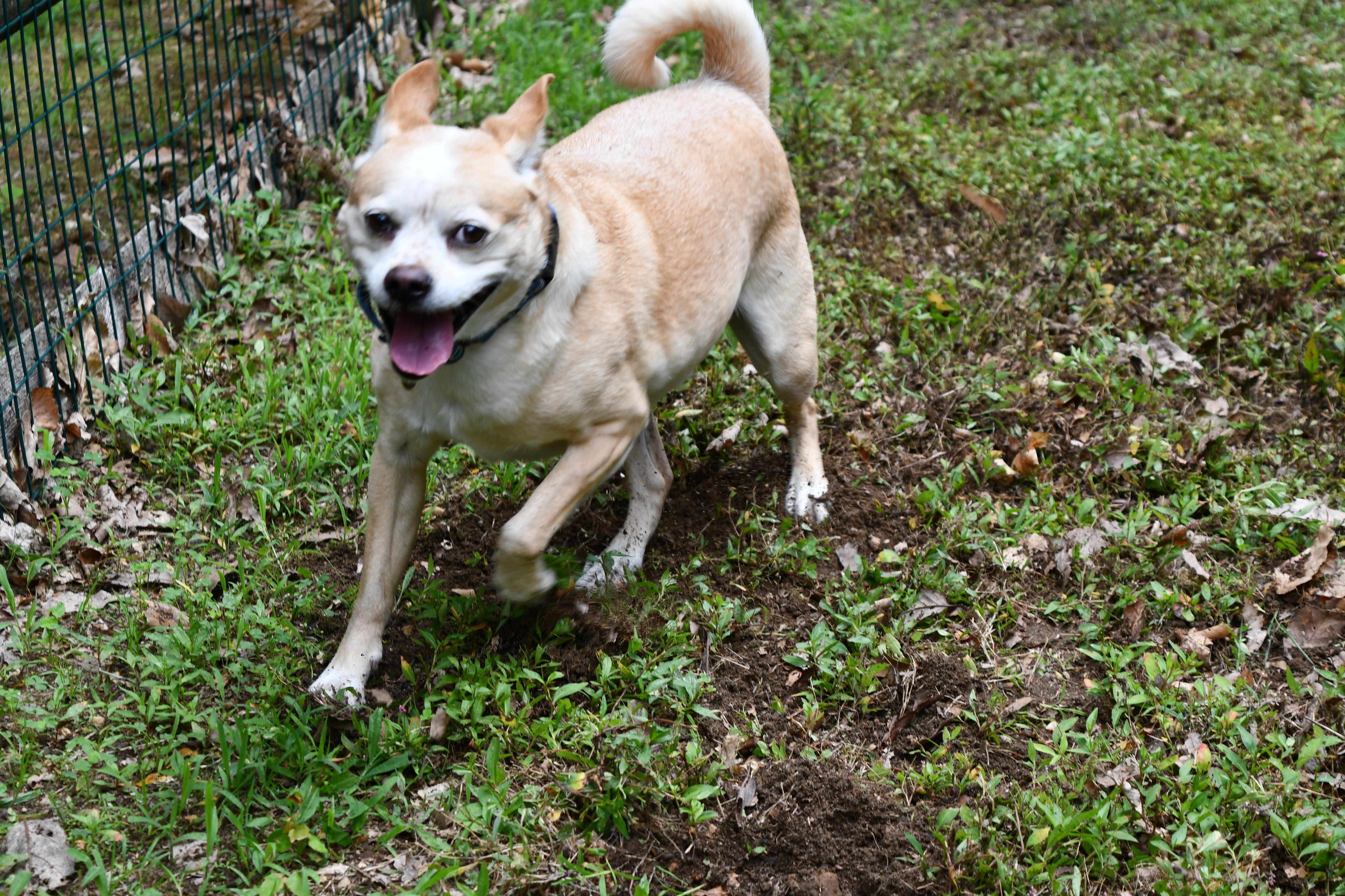 Pringles, an adoptable mixed breed in Elkton, MD image 4/6