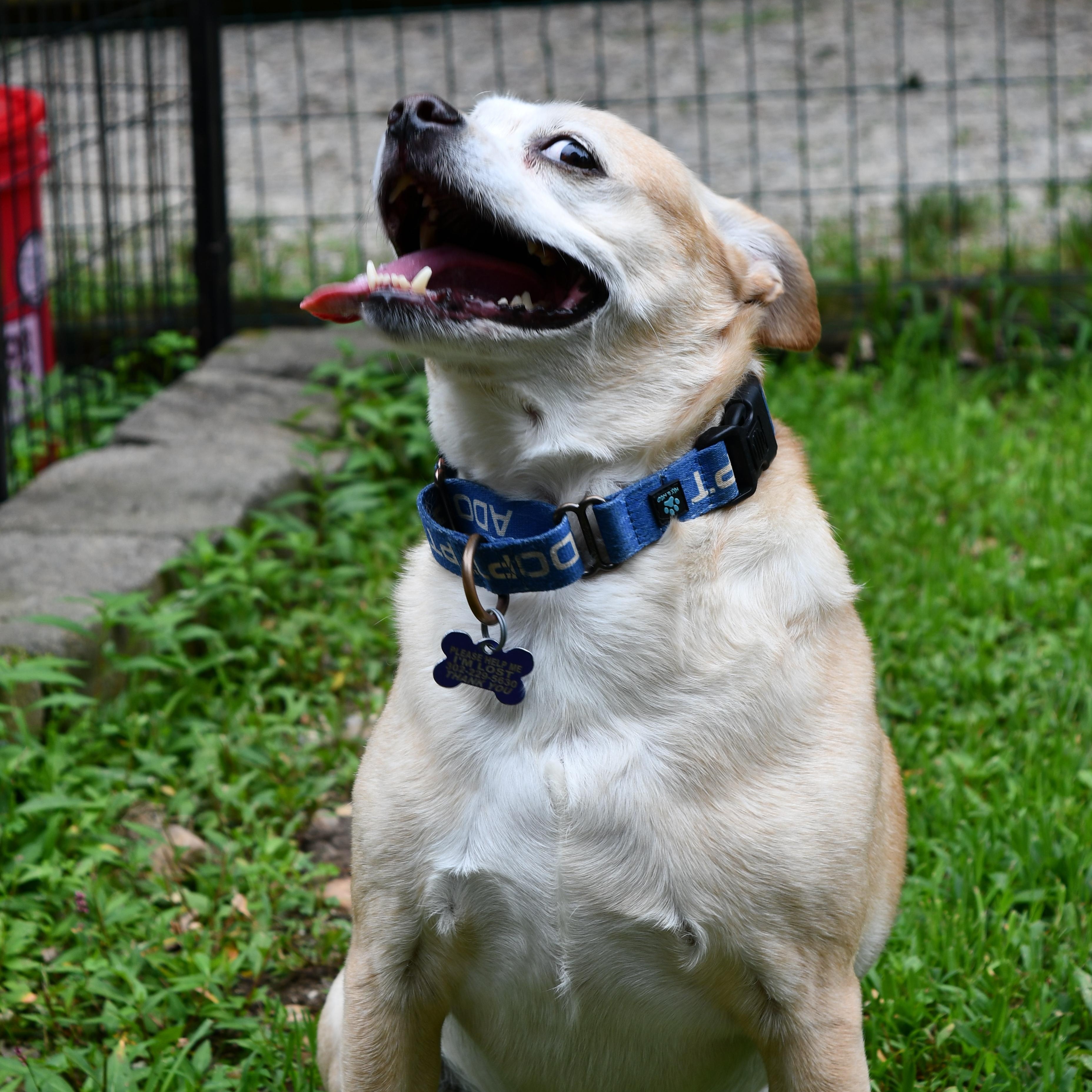 Pringles, an adoptable mixed breed in Elkton, MD image 5/6