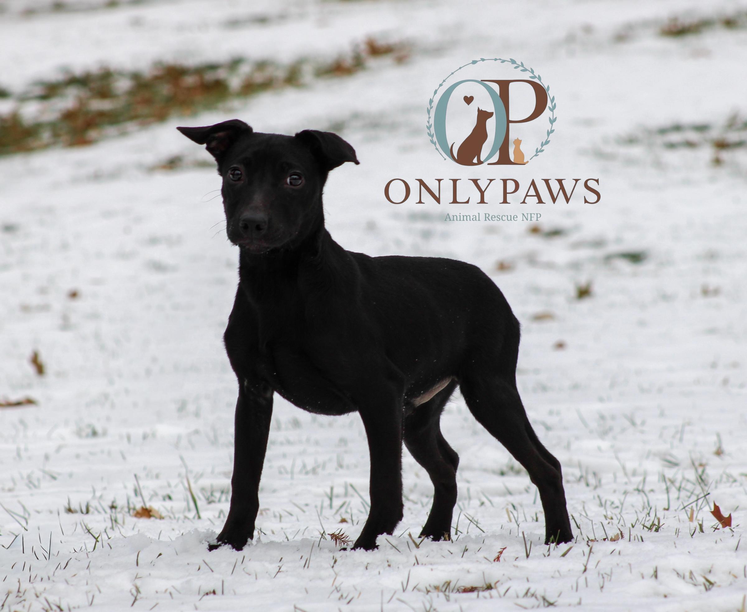 Enlarge Gruff, an adopted mixed breed in Winthrop Harbor, IL image 1/1