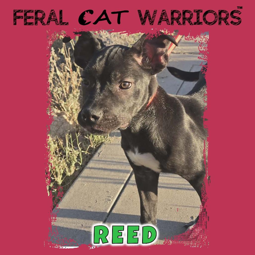 Reed, Adoptable, Puppy Male Black Mouth Cur & Australian Cattle Dog / Blue Heeler.