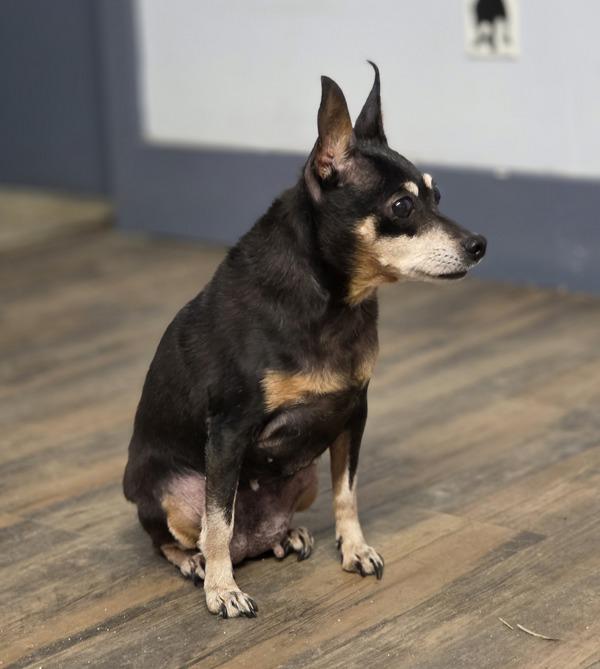 Chantel, Adoptable, Senior Female Miniature Pinscher.