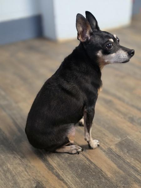 Enlarge Chantel, a Adoptable mixed breed in Salmon Arm, BC image 2/3