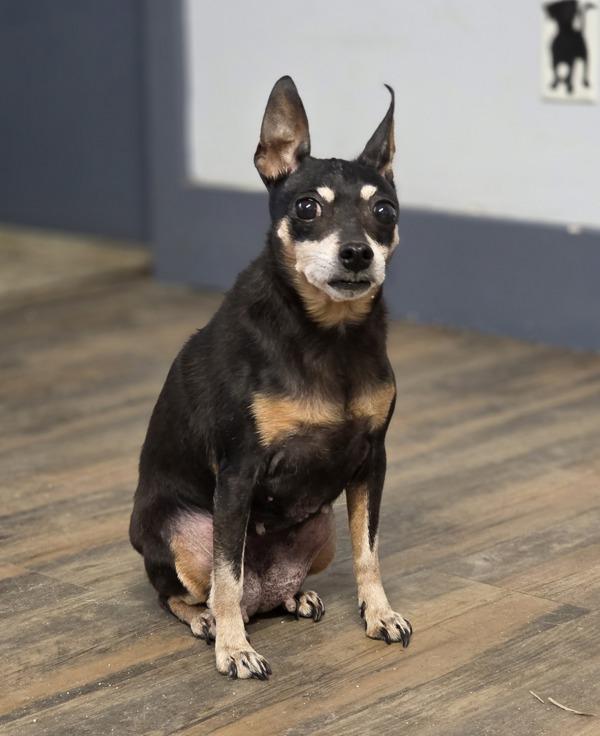 Enlarge Chantel, a Adoptable mixed breed in Salmon Arm, BC image 3/3