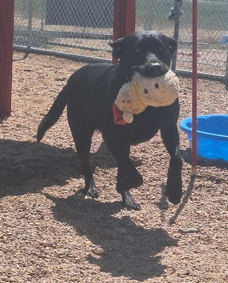 Red, Adopted, Adult Male Black Labrador Retriever.