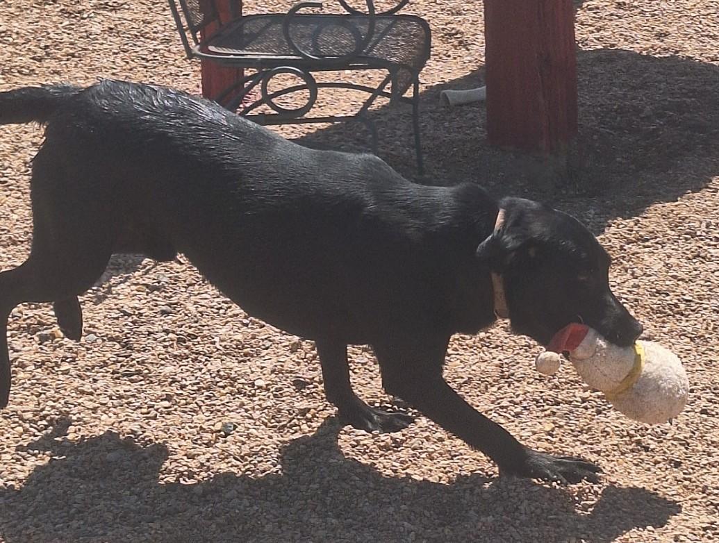 Enlarge Red, a Adopted Black Labrador Retriever in Chappell, NE image 2/2