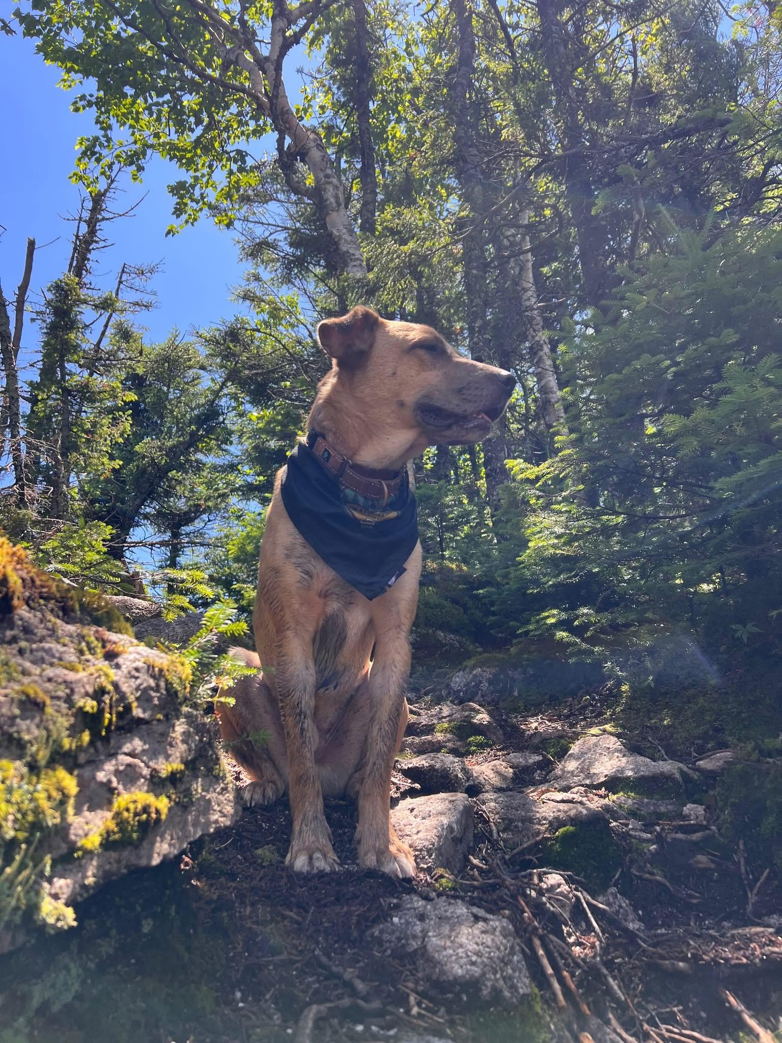 Enlarge Desperado (FEE SPONSORED), a Adoptable mixed breed in Portland, ME image 5/6