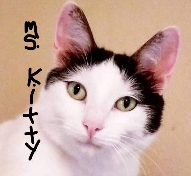 Enlarge Miss Kitty, a Adoptable mixed breed in Mineola, TX image 1/1