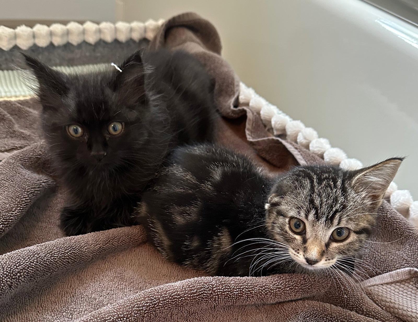 Enlarge Licorice & Lola, a Adoptable mixed breed in Walnut Creek, CA image 1/3
