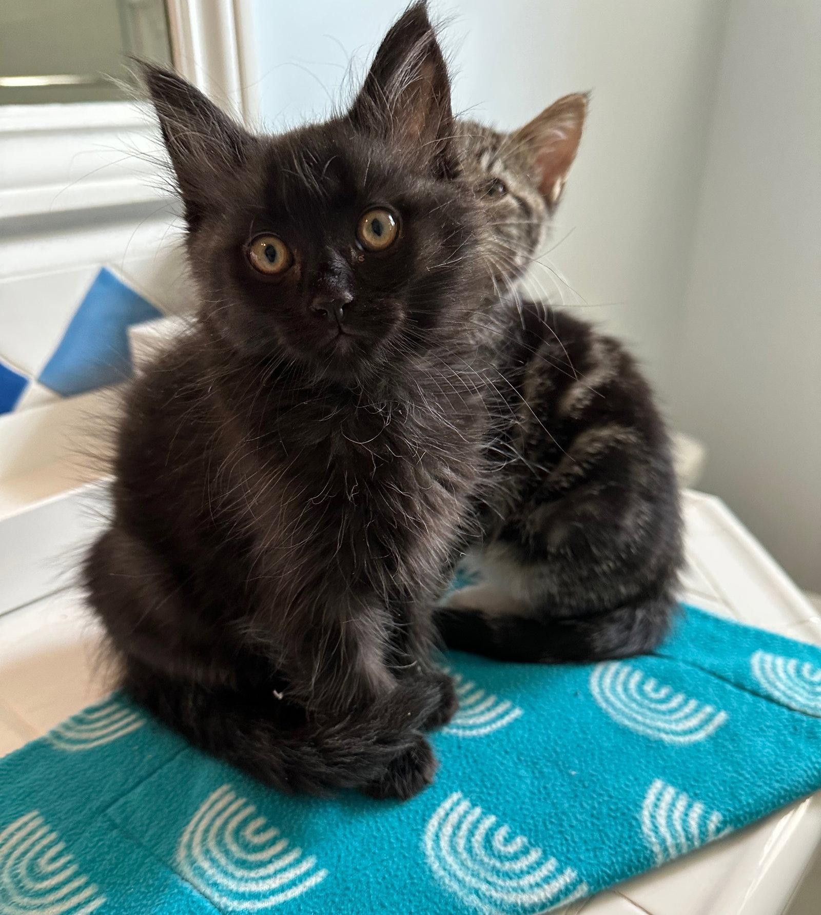 Enlarge Licorice & Lola, a Adoptable mixed breed in Walnut Creek, CA image 2/3