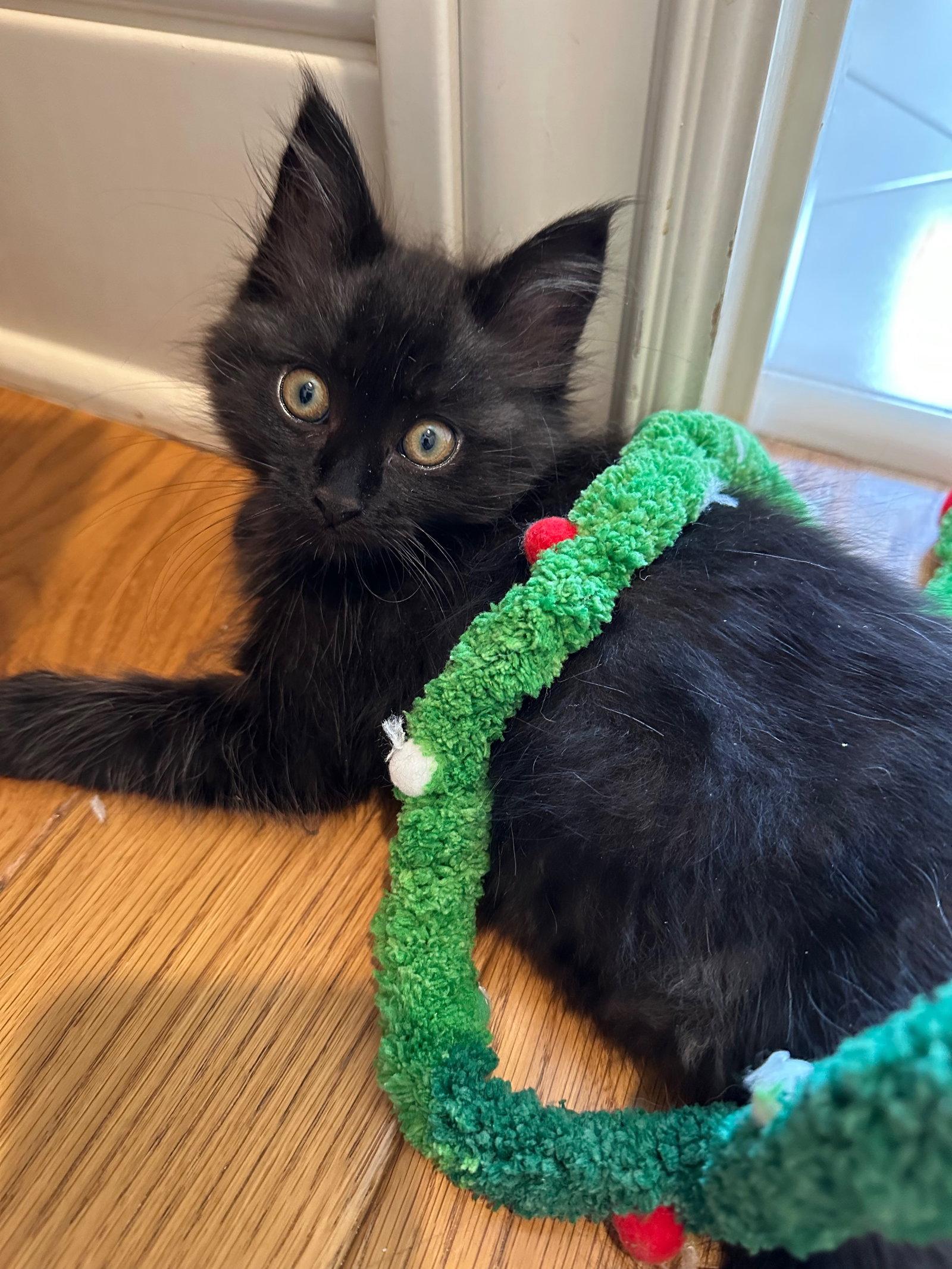 Enlarge Licorice & Lola, a Adoptable mixed breed in Walnut Creek, CA image 3/3
