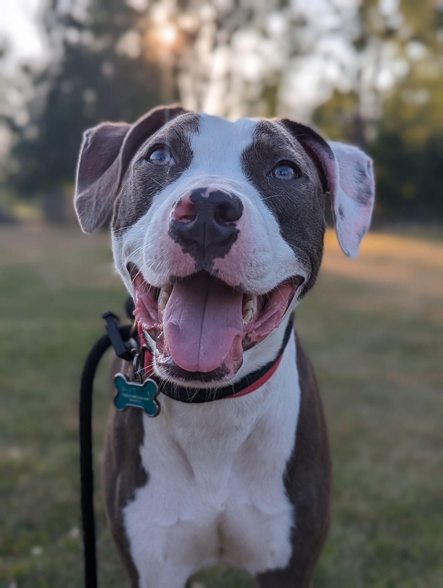 Delaney, a Adopted Pit Bull Terrier in Lockport, NY image 1/3