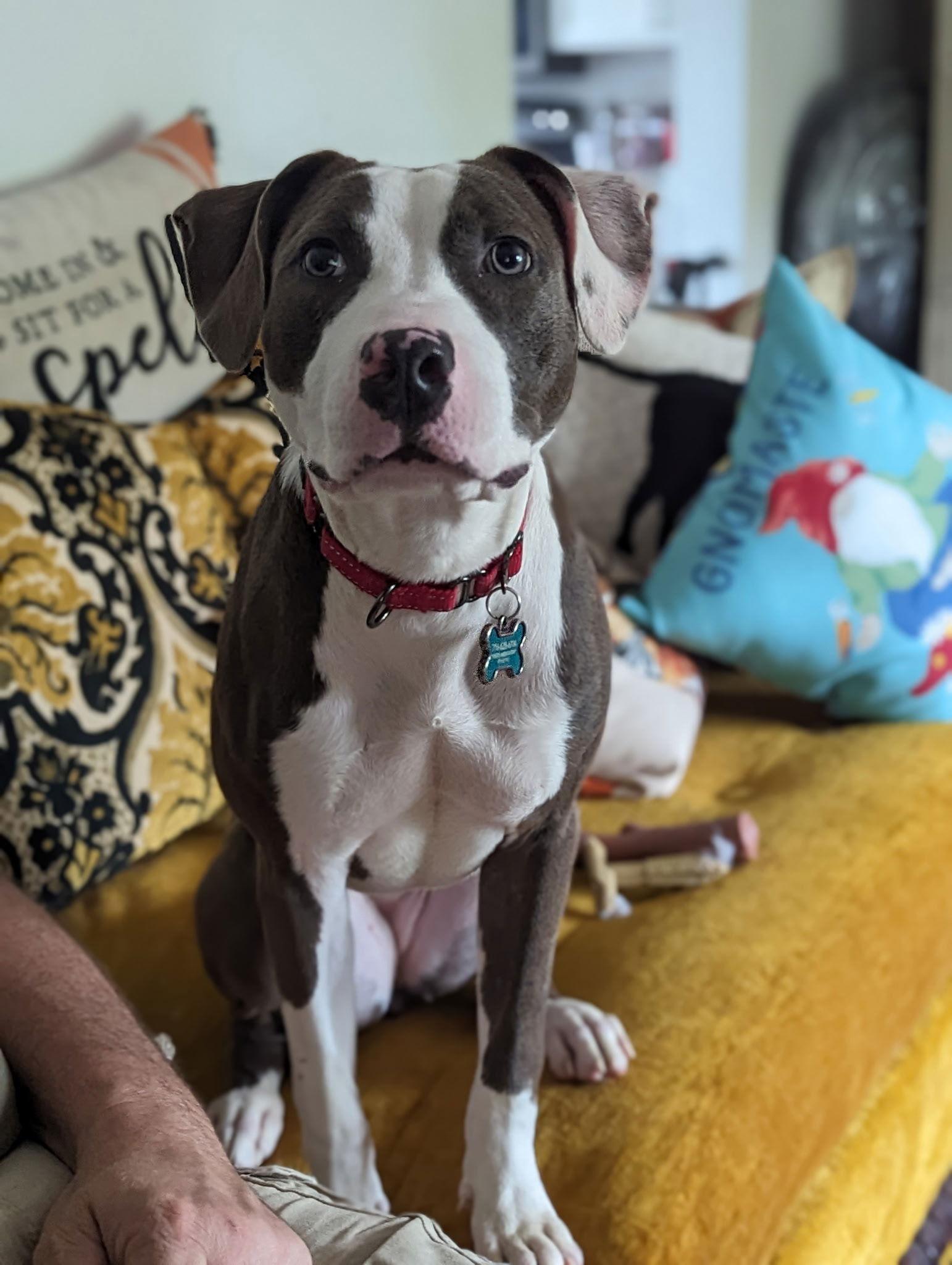 Delaney, a Adopted Pit Bull Terrier in Lockport, NY image 2/3