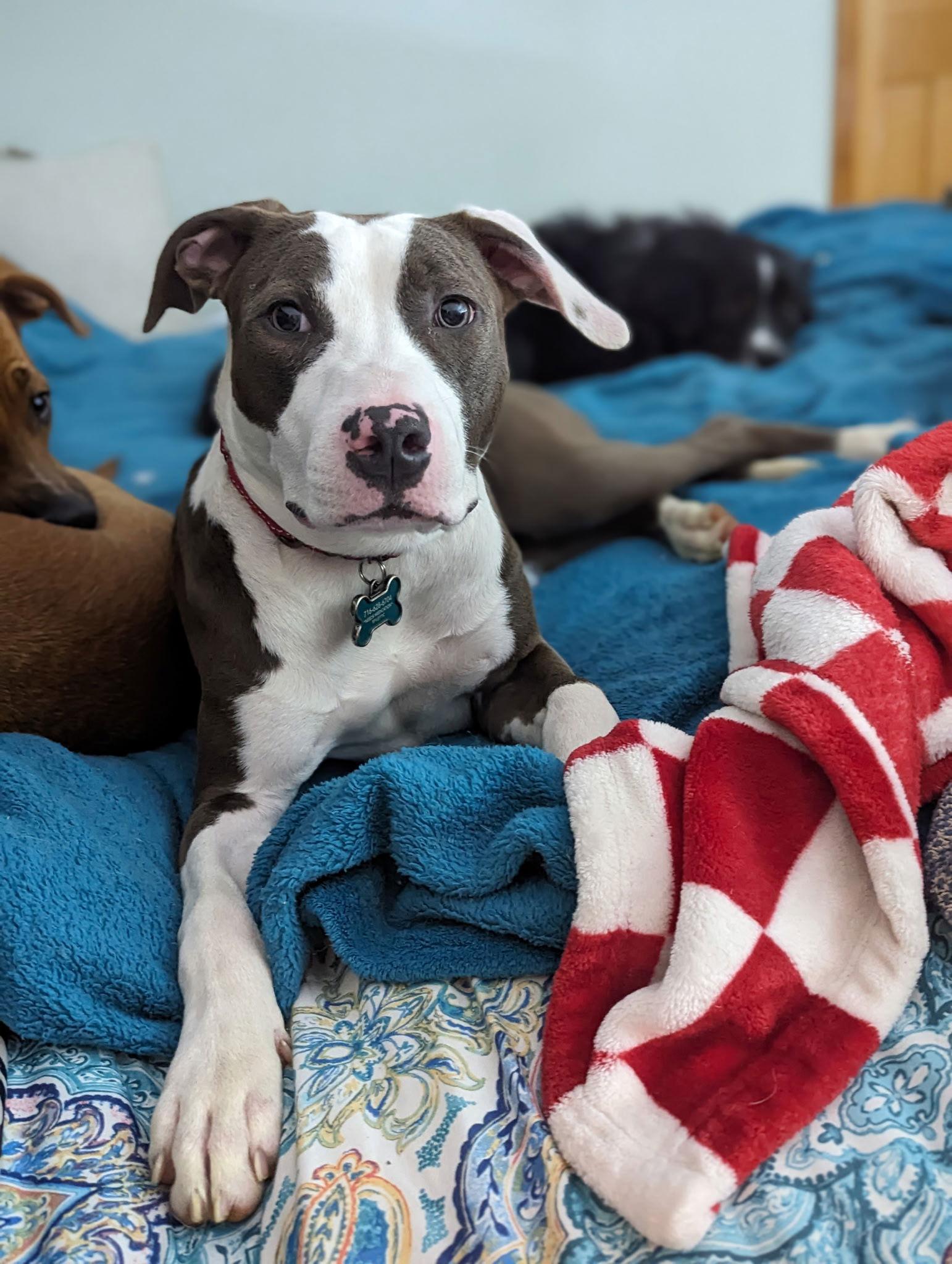 Delaney, a Adopted Pit Bull Terrier in Lockport, NY image 3/3