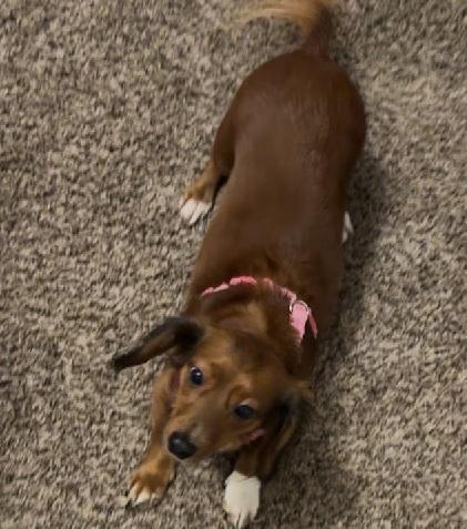 Enlarge MYRAH, a ADOPTABLE Dachshund (Long Haired) in Georgetown, KY image 2/3