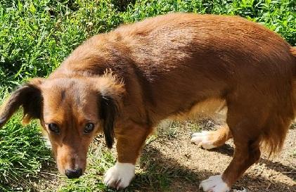 Enlarge MYRAH, a ADOPTABLE Dachshund (Long Haired) in Georgetown, KY image 3/3