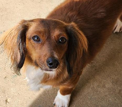 MYRAH, ADOPTABLE, Young Female Dachshund (Long Haired).