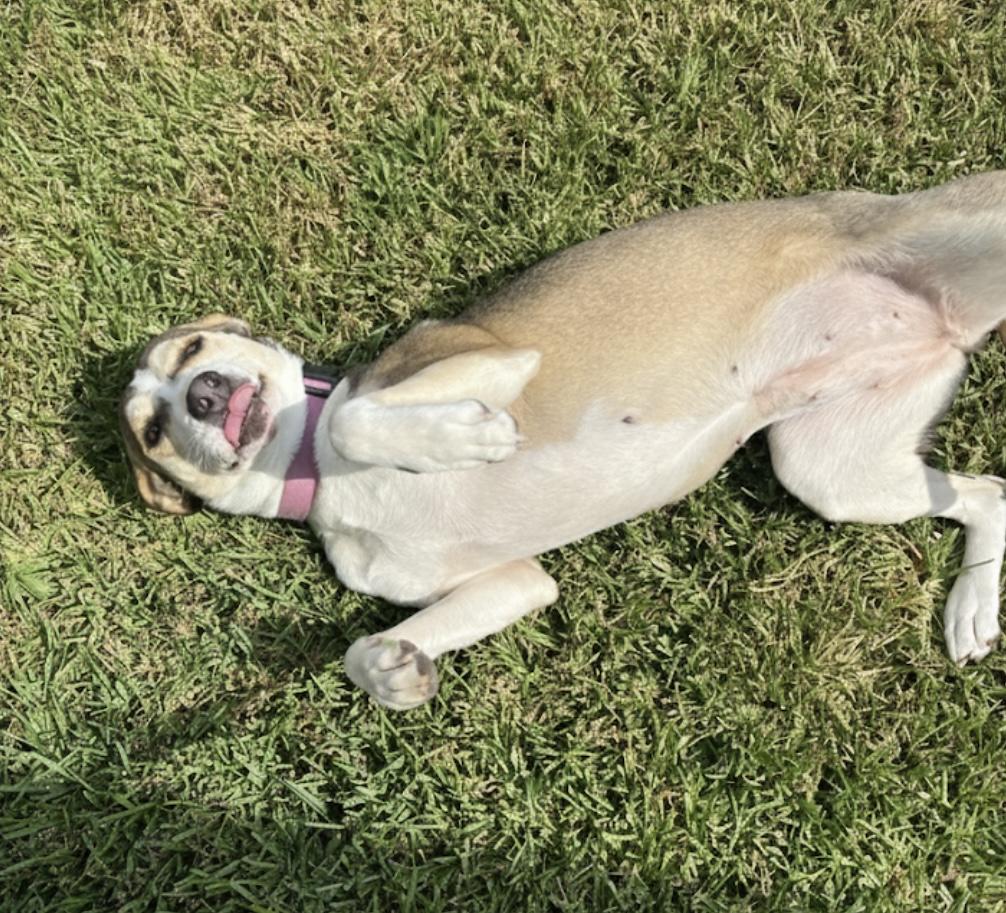 Enlarge Princess Belle, a ADOPTABLE mixed breed in Cypress, TX image 5/6