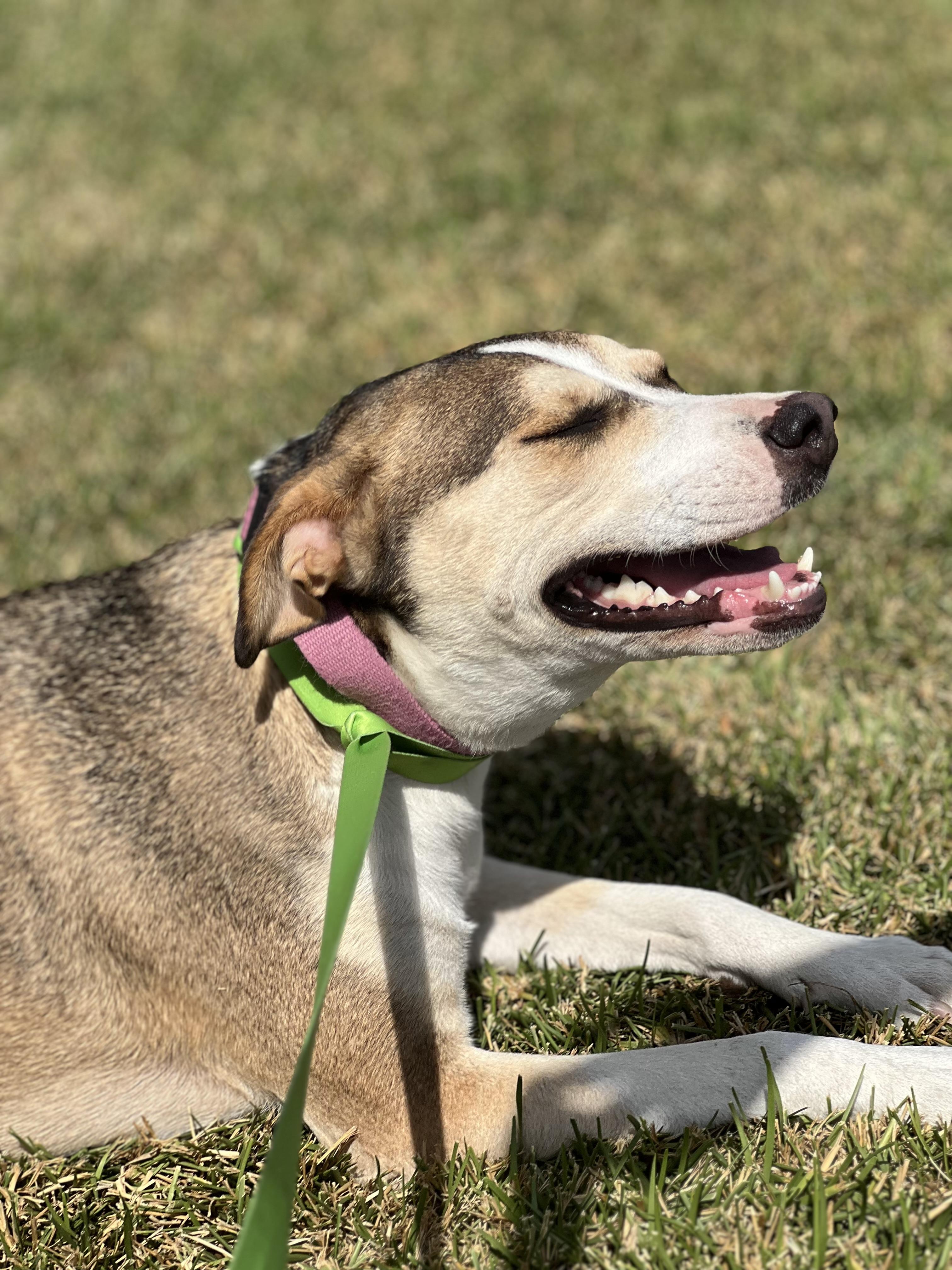 Enlarge Princess Belle, a ADOPTABLE mixed breed in Cypress, TX image 2/6