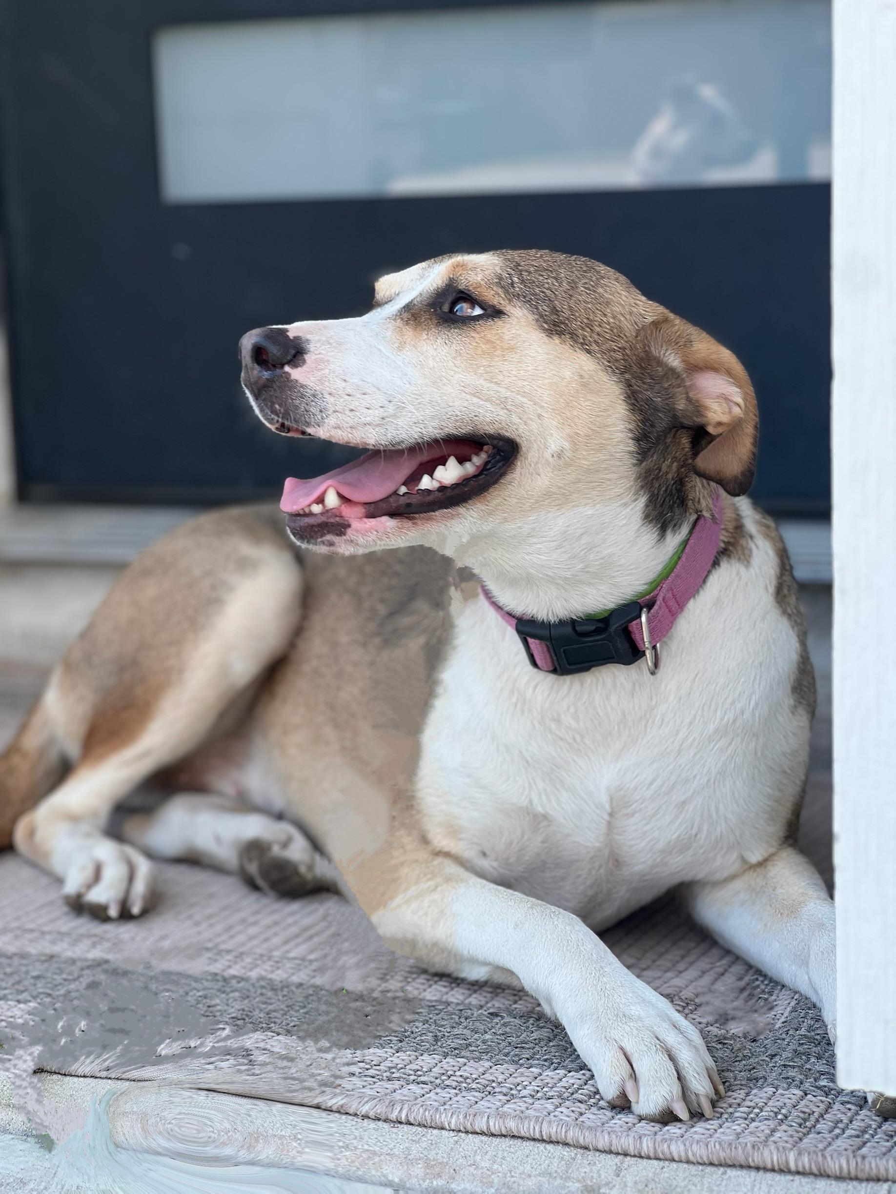 Enlarge Princess Belle, a ADOPTABLE mixed breed in Cypress, TX image 1/6