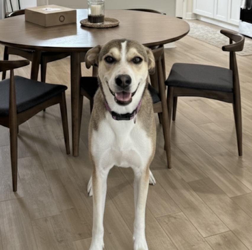 Enlarge Princess Belle, a ADOPTABLE mixed breed in Cypress, TX image 6/6