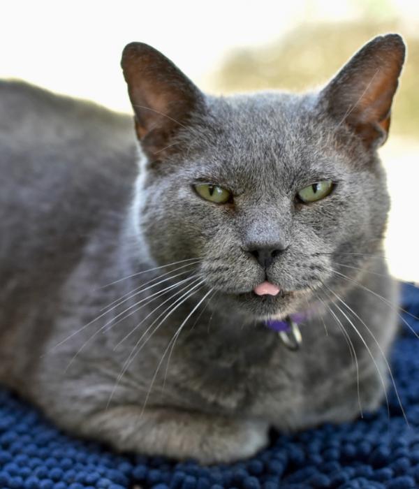 Enlarge Patrick Star, a Adoptable Domestic Short Hair in Marietta, GA image 1/3