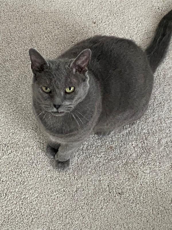 Enlarge Patrick Star, a Adoptable Domestic Short Hair in Marietta, GA image 1/2