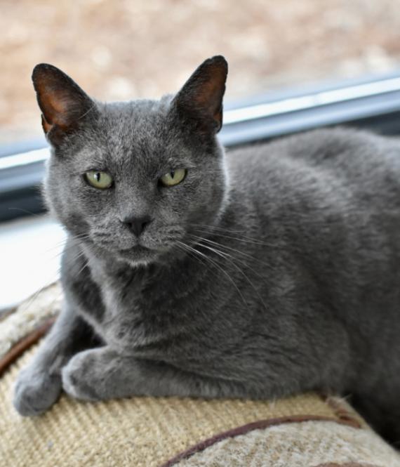 Enlarge Patrick Star, a Adoptable Domestic Short Hair in Marietta, GA image 2/2