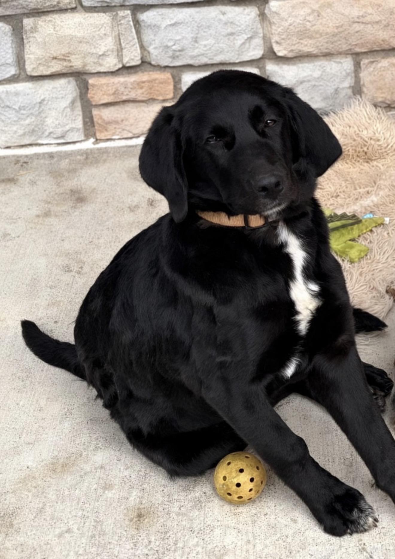 Enlarge Ryder , an adoptable mixed breed in Stuart, VA image 1/1