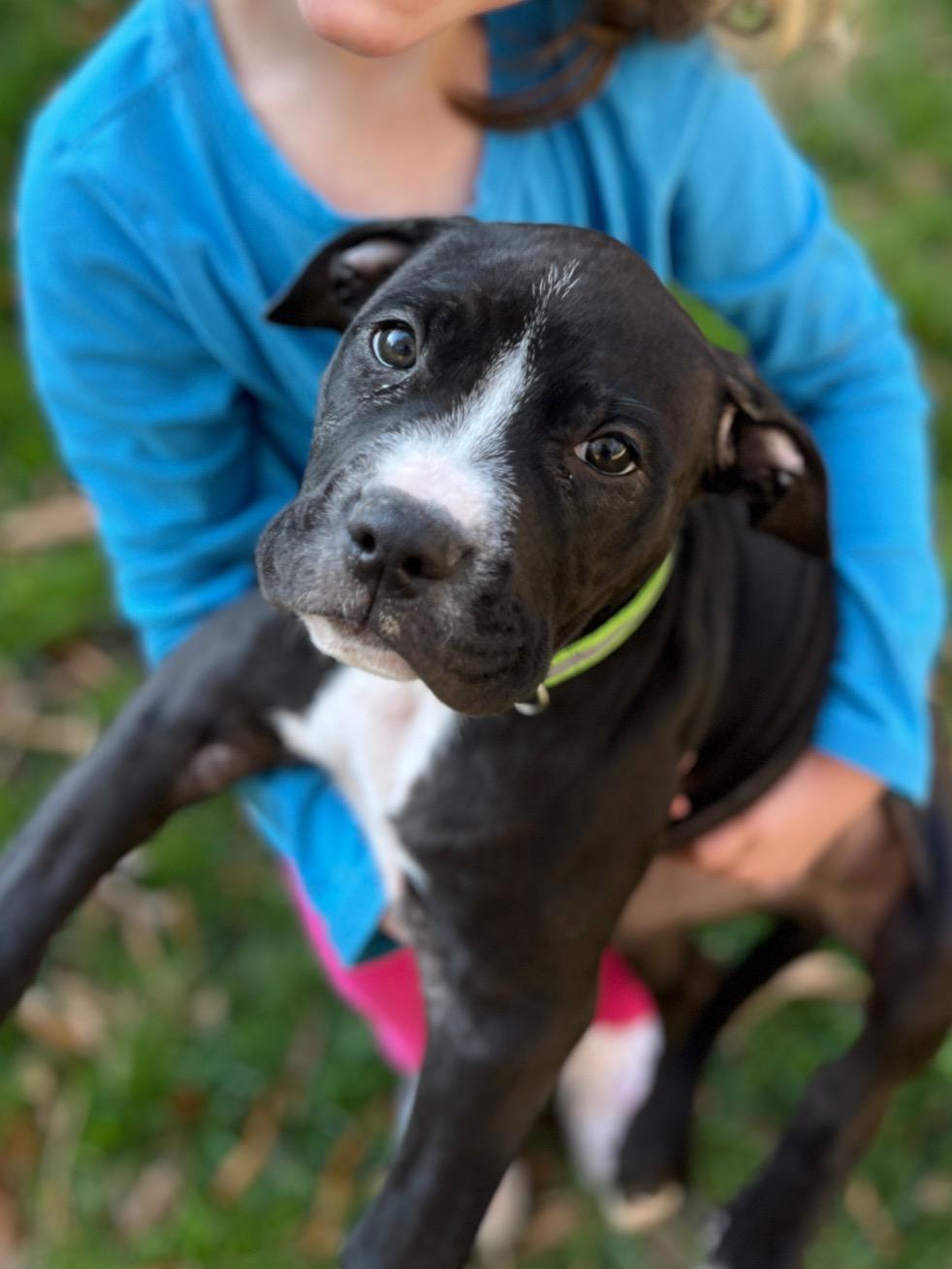 Affie, an adopted Pit Bull Terrier in Richmond, VA image 6/6