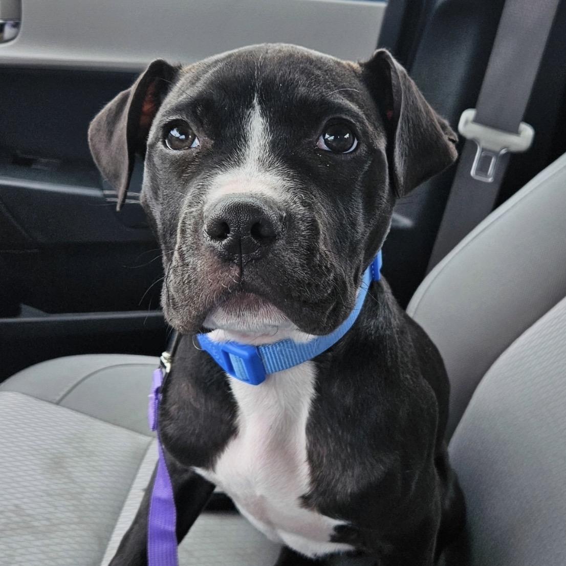 Affie, an adopted Pit Bull Terrier in Richmond, VA image 1/6