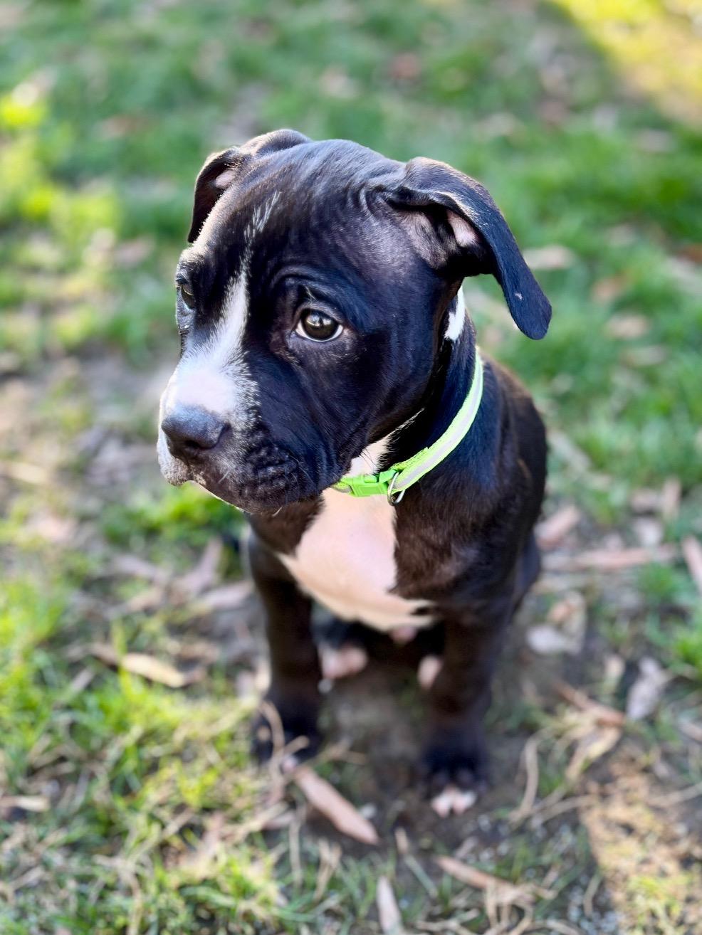 Affie, an adopted Pit Bull Terrier in Richmond, VA image 5/6