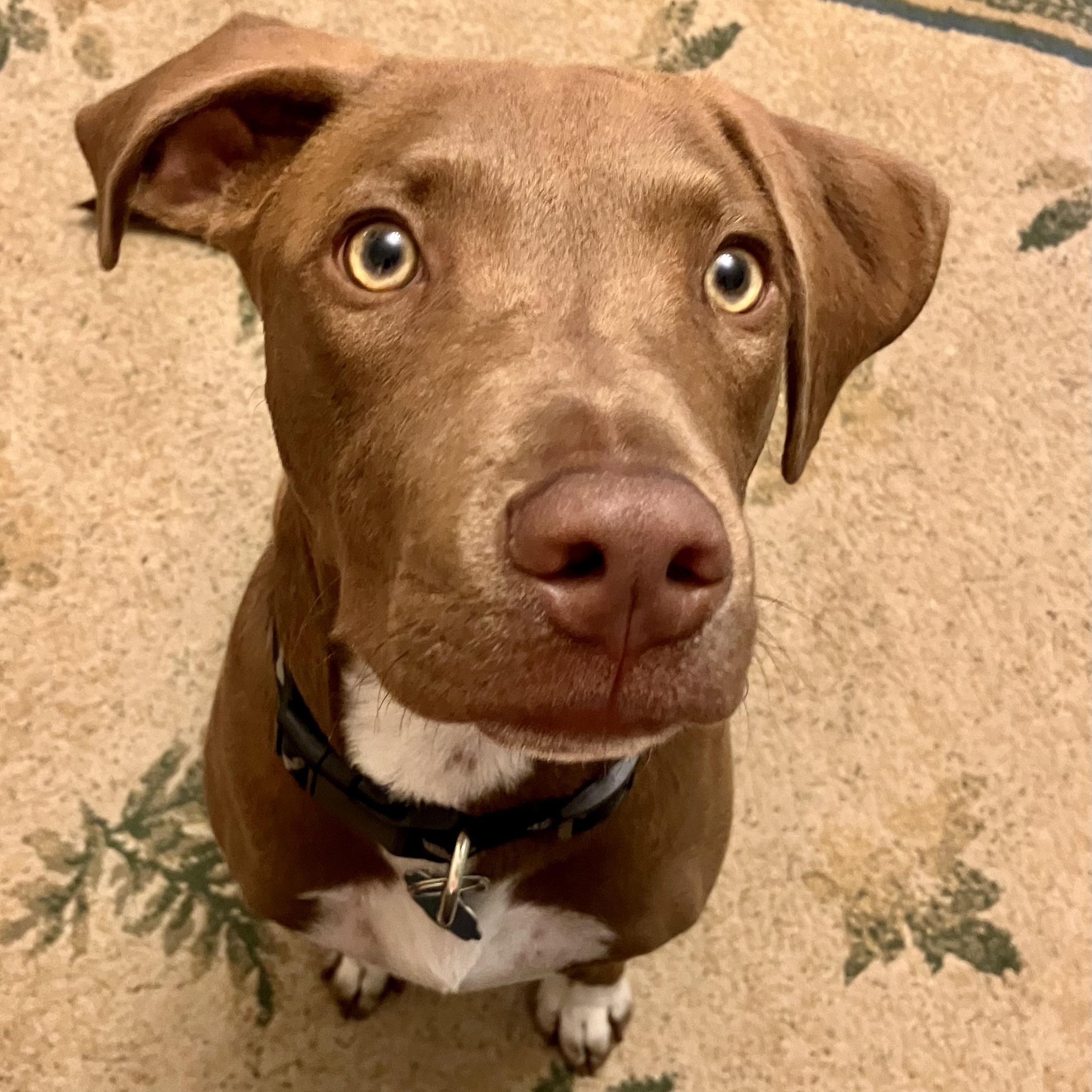 Buddy, Adoptable, Young Male Pit Bull Terrier & Labrador Retriever.