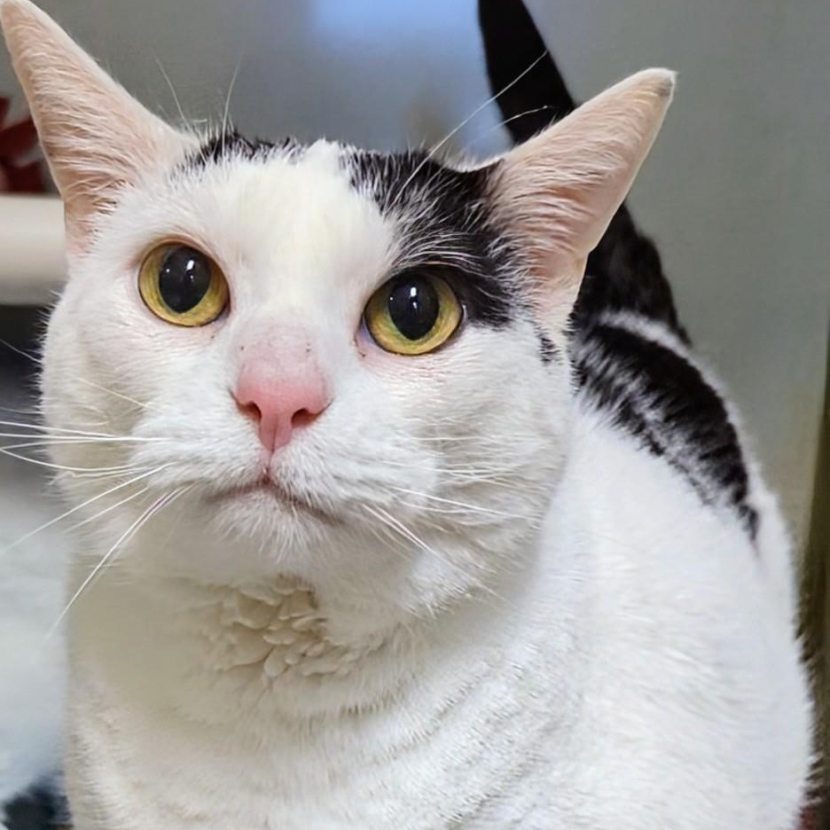 Cricket, adoptable, Adult Female Domestic Short Hair.