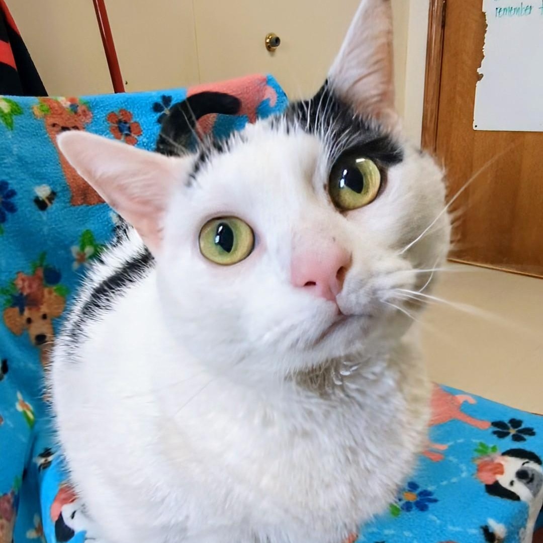 Cricket, an adoptable Domestic Short Hair in West Jefferson, OH image 2/6