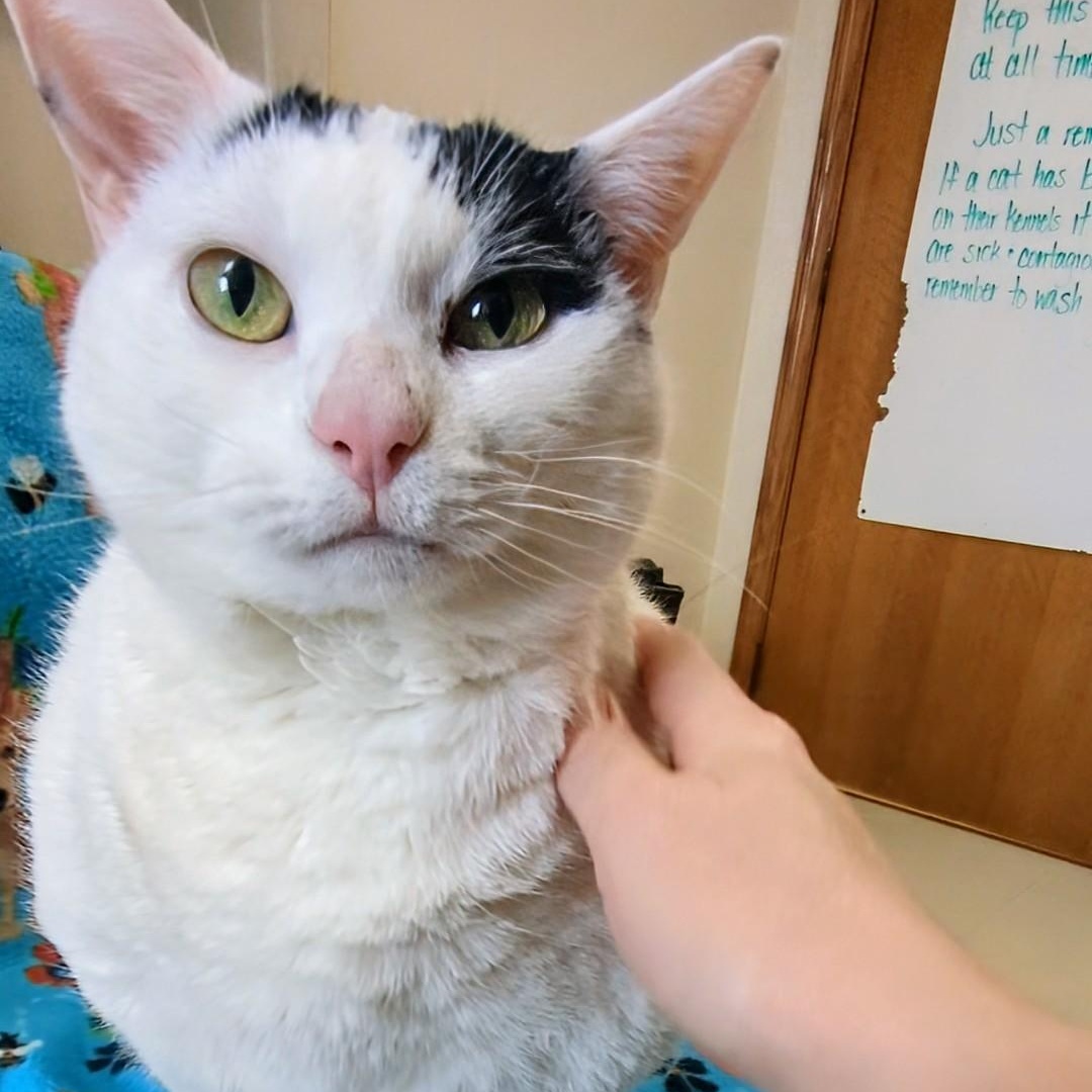 Cricket, an adoptable Domestic Short Hair in West Jefferson, OH image 4/6