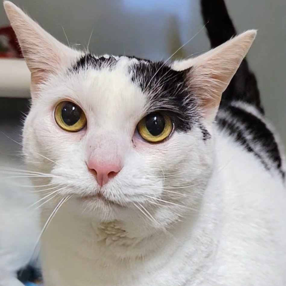 Cricket, an adoptable Domestic Short Hair in West Jefferson, OH image 5/6