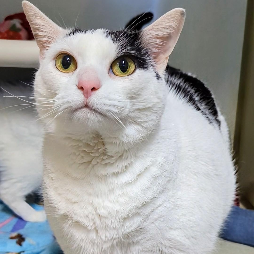 Cricket, an adoptable Domestic Short Hair in West Jefferson, OH image 3/6