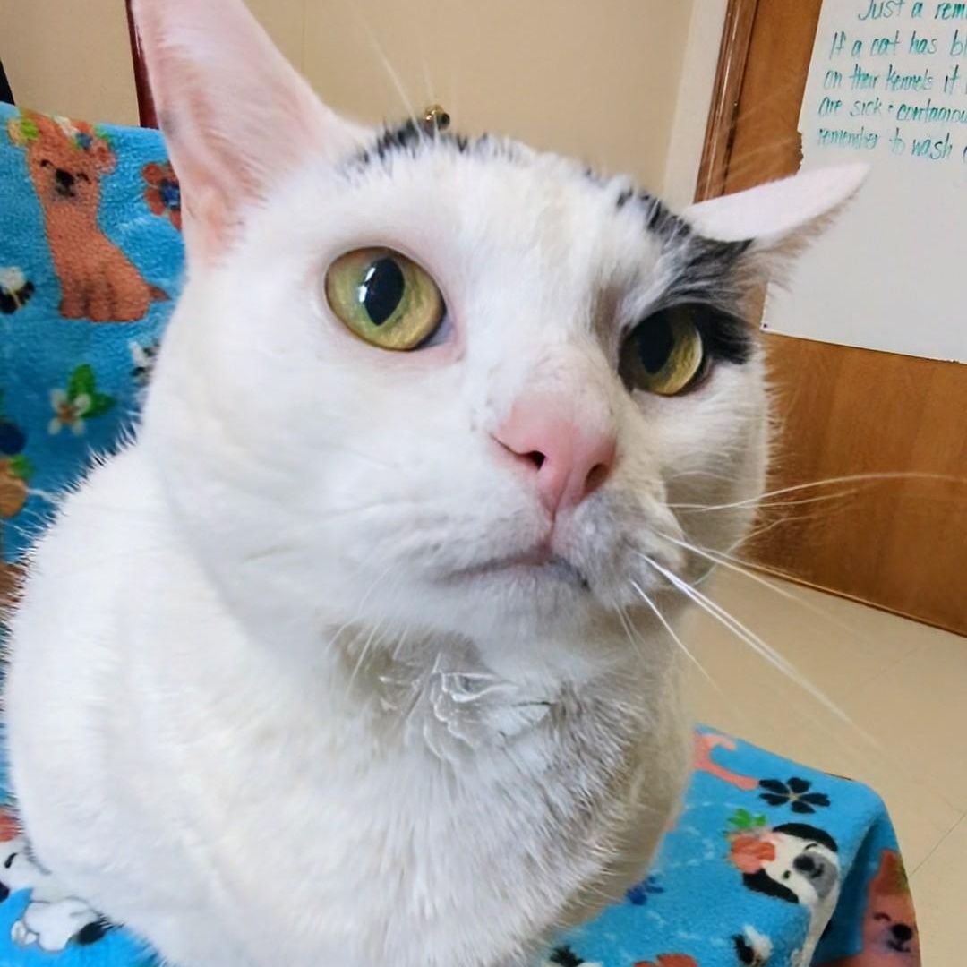 Cricket, an adoptable Domestic Short Hair in West Jefferson, OH image 6/6