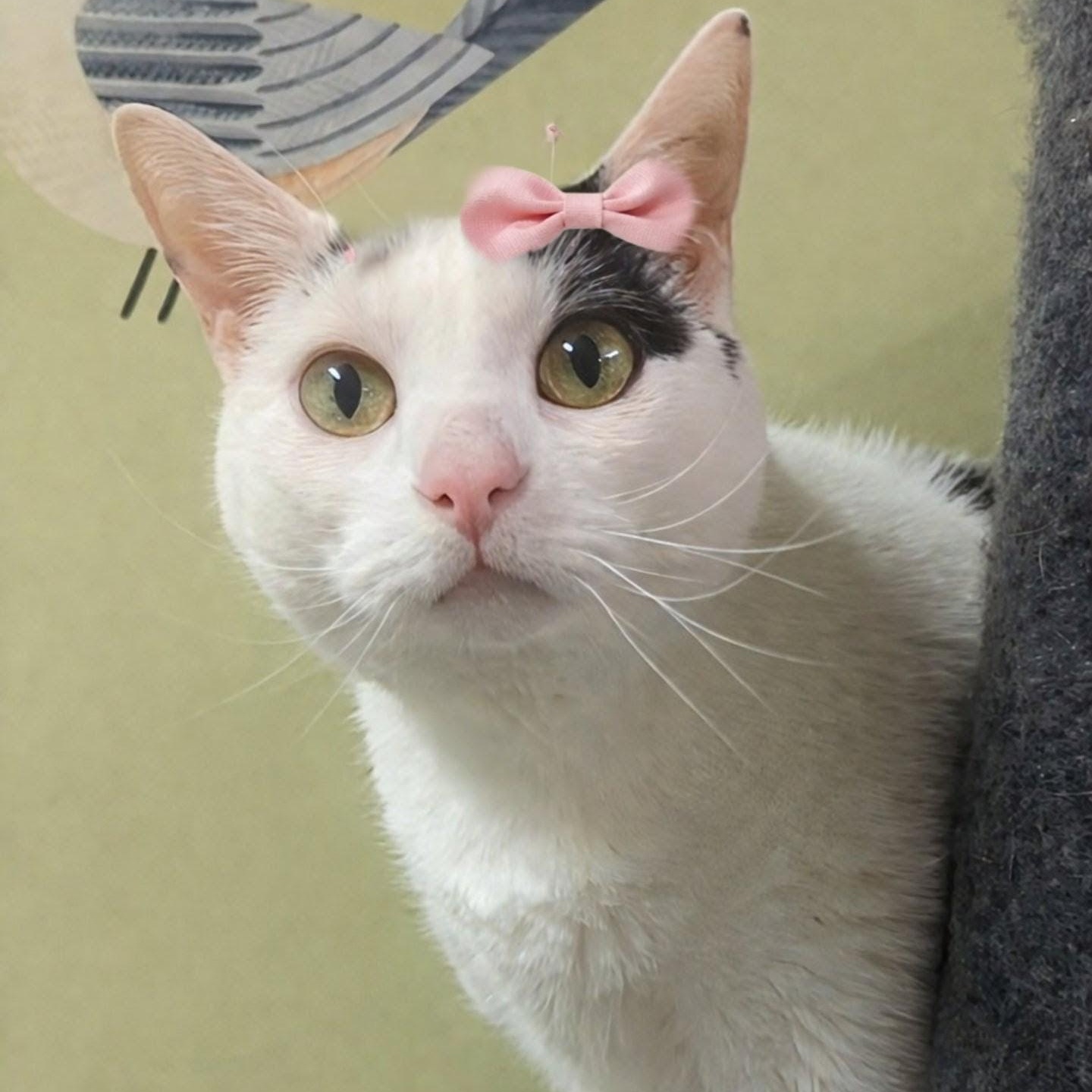 Cricket *OUR LONGEST RESIDENT KITTY*, adoptable, Adult Female Domestic Short Hair.